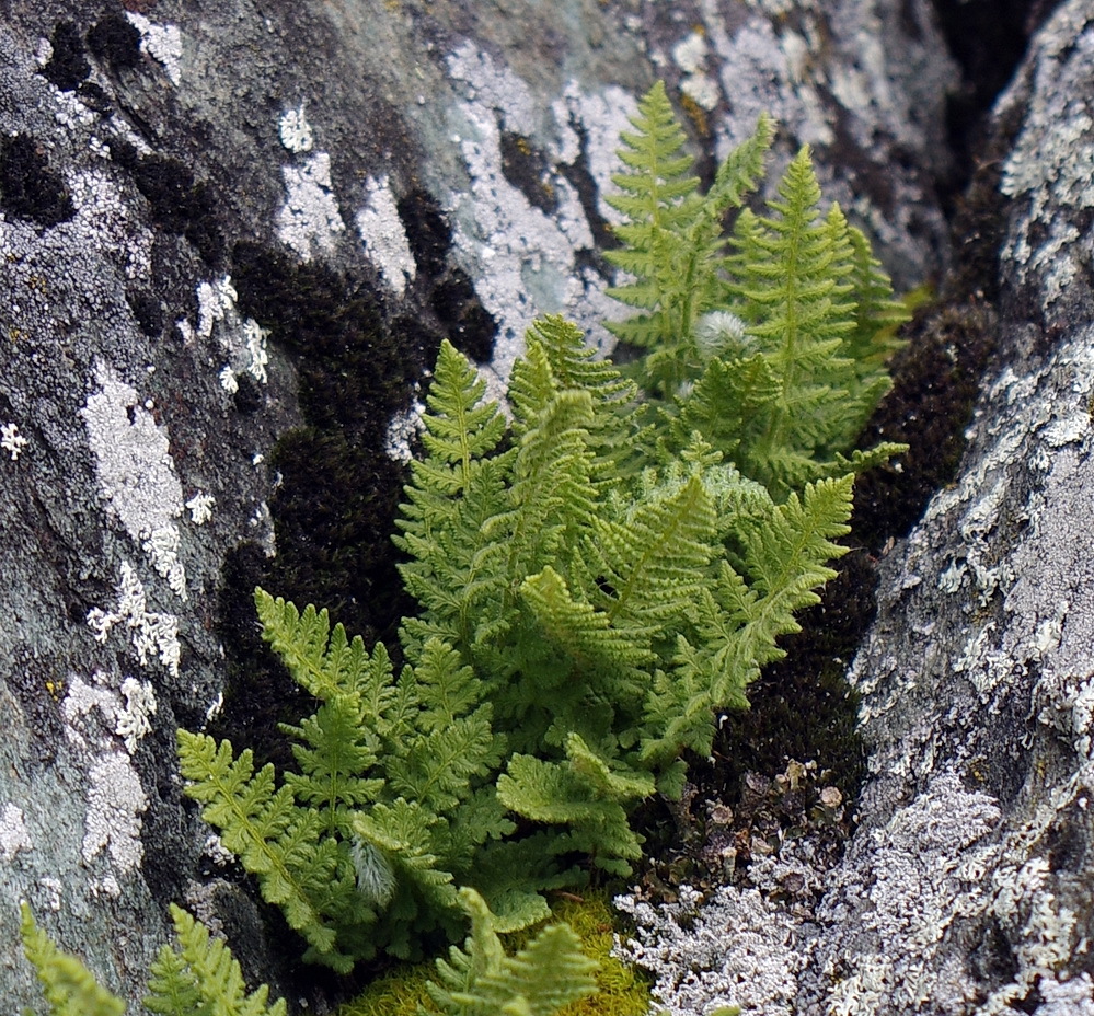 Woodsia ilvensis