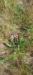 Homopus areolatus