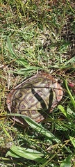 Homopus areolatus