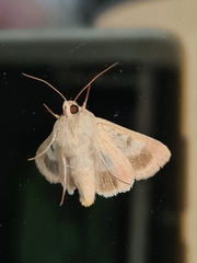 Helicoverpa punctigera