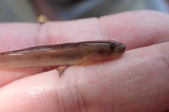 Sicyopterus