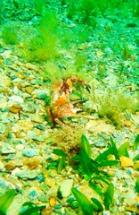 Nectocarcinus integrifrons