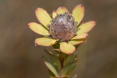 Leucadendron coriaceum