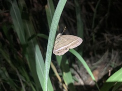 Yphthimoides maepius