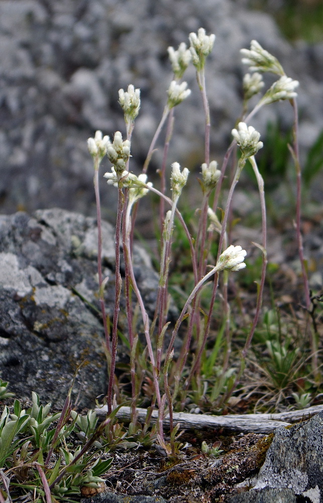 Antennaria howellii