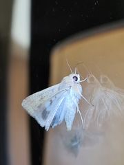 Helicoverpa punctigera