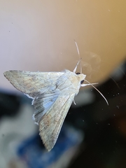 Helicoverpa punctigera