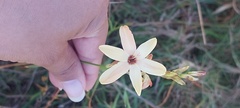 Ixia paniculata