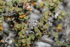 Drosanthemum quadratum