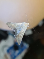 Helicoverpa punctigera