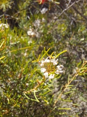 Grevillea umbellulata