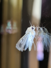 Helicoverpa punctigera