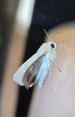 Helicoverpa punctigera