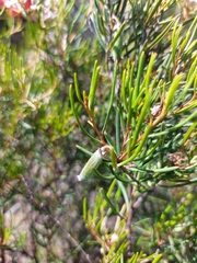 Grevillea umbellulata
