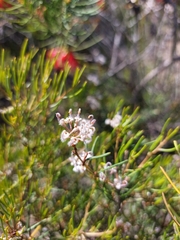 Grevillea umbellulata