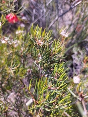 Grevillea umbellulata