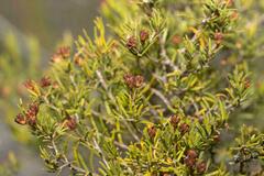 Agathosma foetidissima