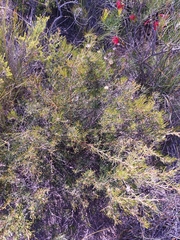Grevillea umbellulata