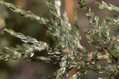 Amphithalea violacea