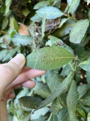 Nigma puella