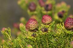 Leucadendron teretifolium