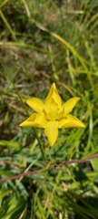 Moraea ramosissima
