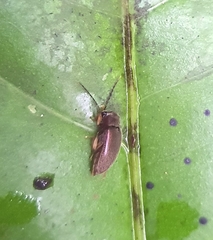 Ptilodactyla