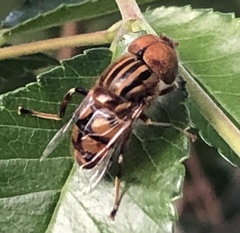 Eristalinus punctulatus