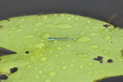 Austroagrion exclamationis