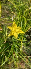 Moraea ramosissima