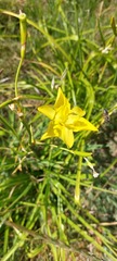 Moraea ramosissima
