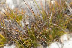 Ficinia overbergensis