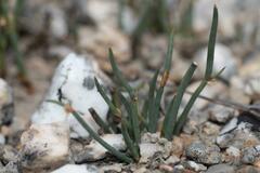 Elegia squamosa