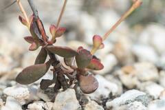Crassula atropurpurea