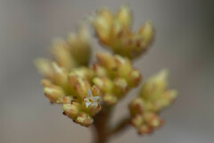 Crassula atropurpurea