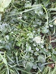 Barbarea vulgaris