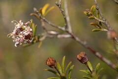 Agathosma foetidissima