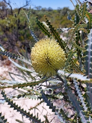 Banksia elegans