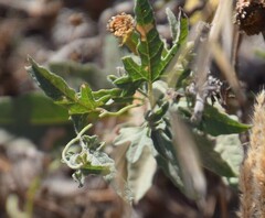 Convolvulus althaeoides