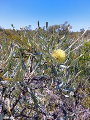 Banksia elegans