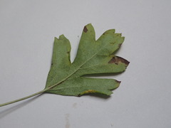 Phyllocoptes goniothorax