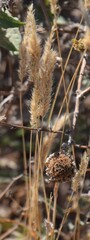 Polypogon monspeliensis
