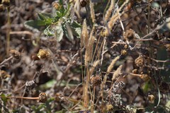 Anacyclus radiatus