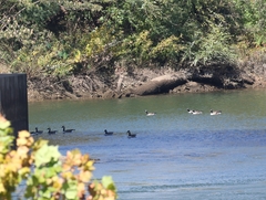 Branta canadensis