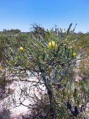 Banksia elegans