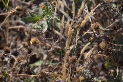 Polypogon monspeliensis