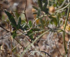 Convolvulus althaeoides