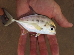 Caranx bucculentus