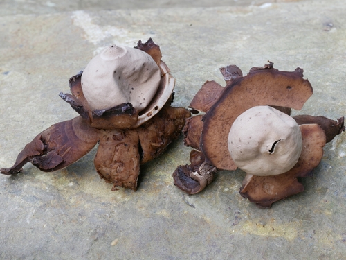Geastrum triplex