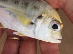 Caranx bucculentus